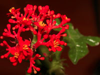 Jatropha podagrica